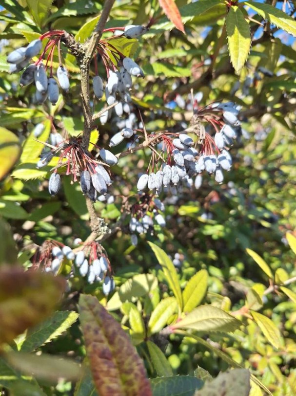 Júlia borbolya - Berberis julianae, Berberis julianae, évelő, fásszárú